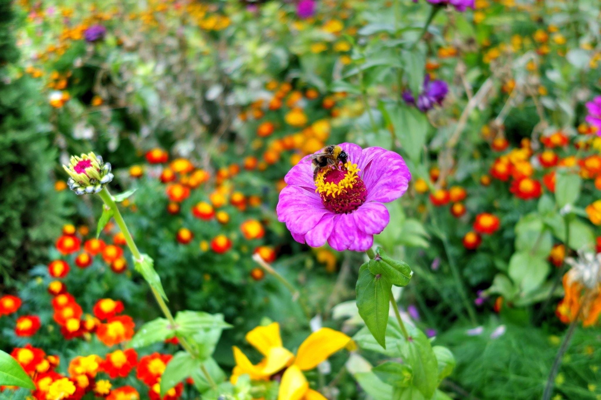 Blumen in Generalife
