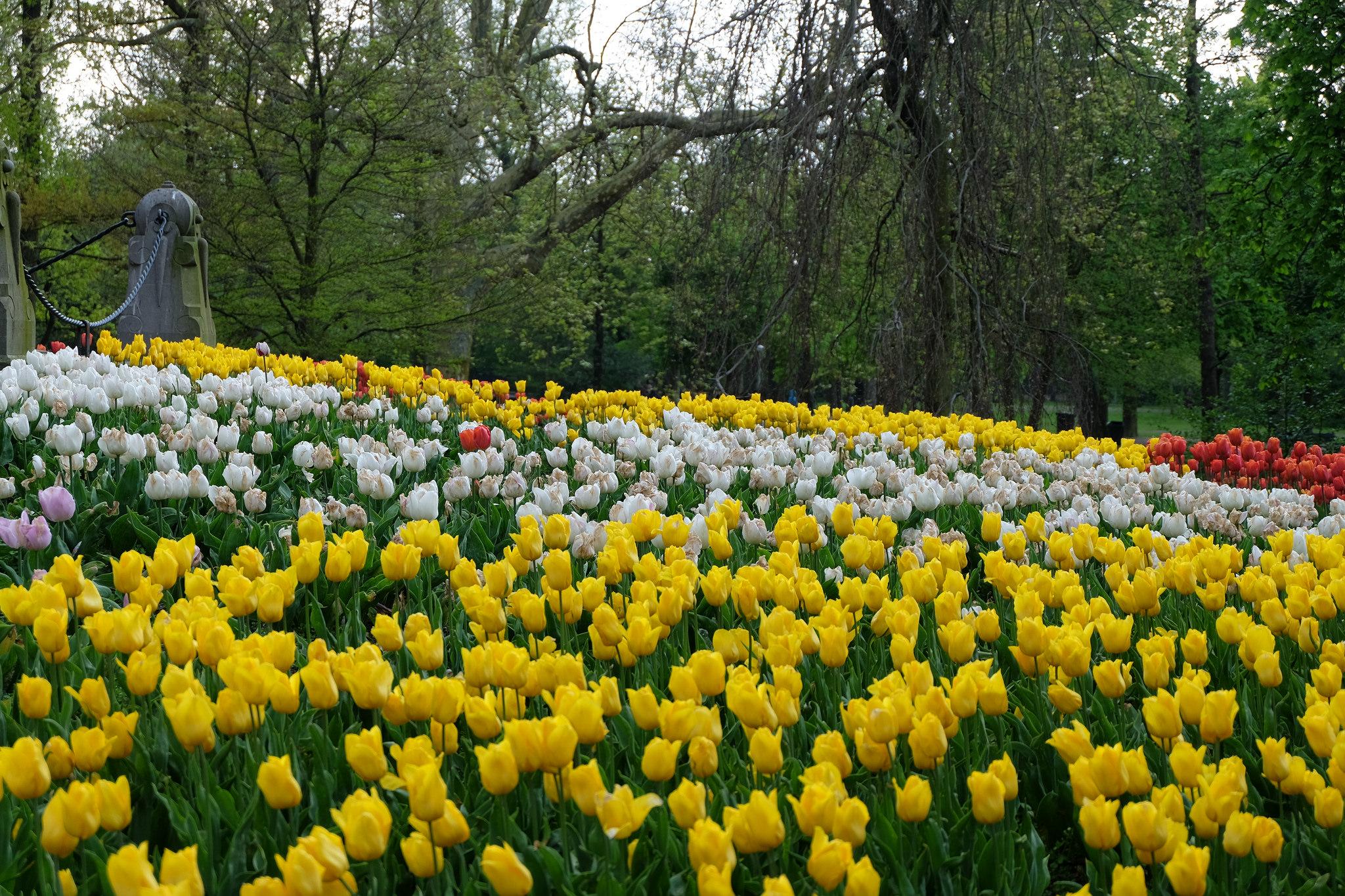 Blumenpracht im Vondelpark