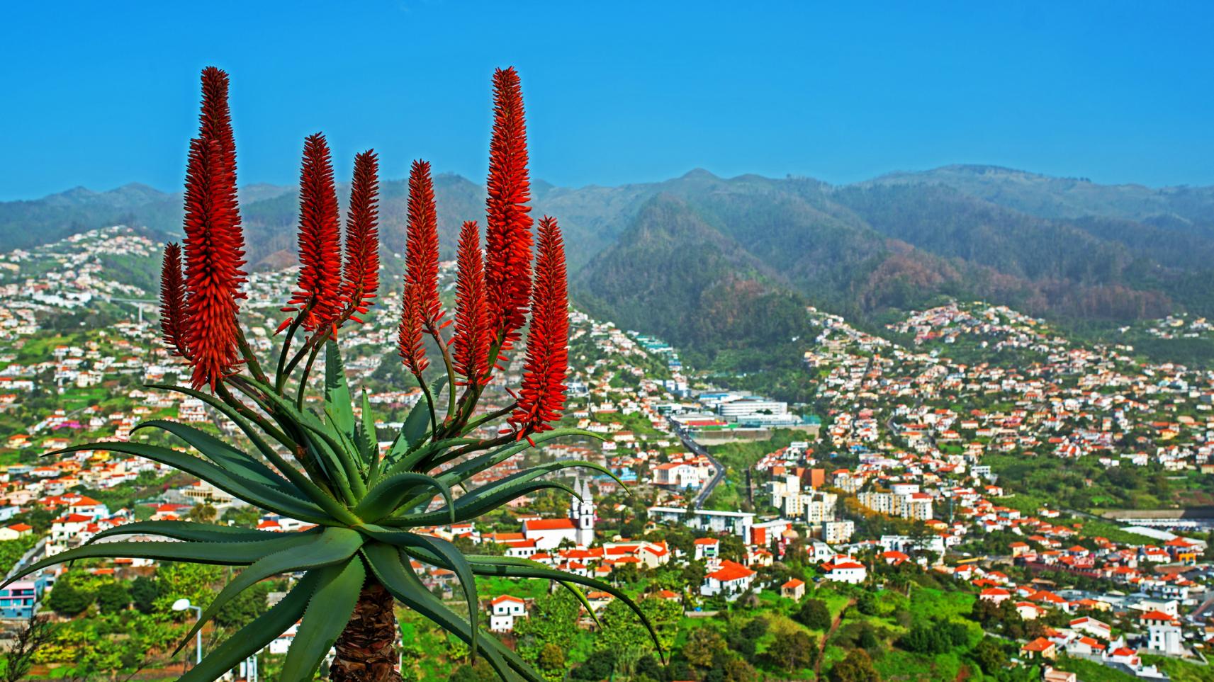 Funchal - Sehenswürdigkeiten, Tipps, beste Reisezeit und mehr