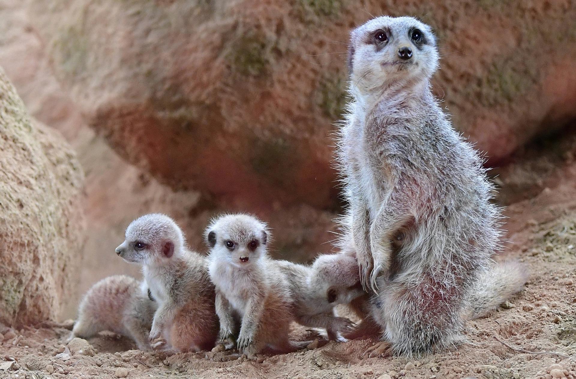 Erdmännchen im Zoo von Lyon