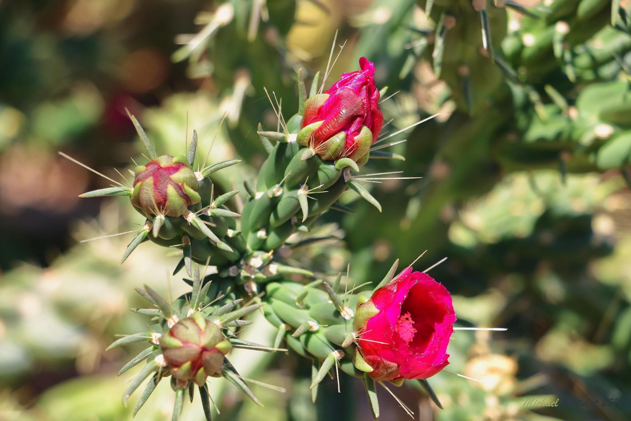 Jardín Botánico Histórico La Concepción