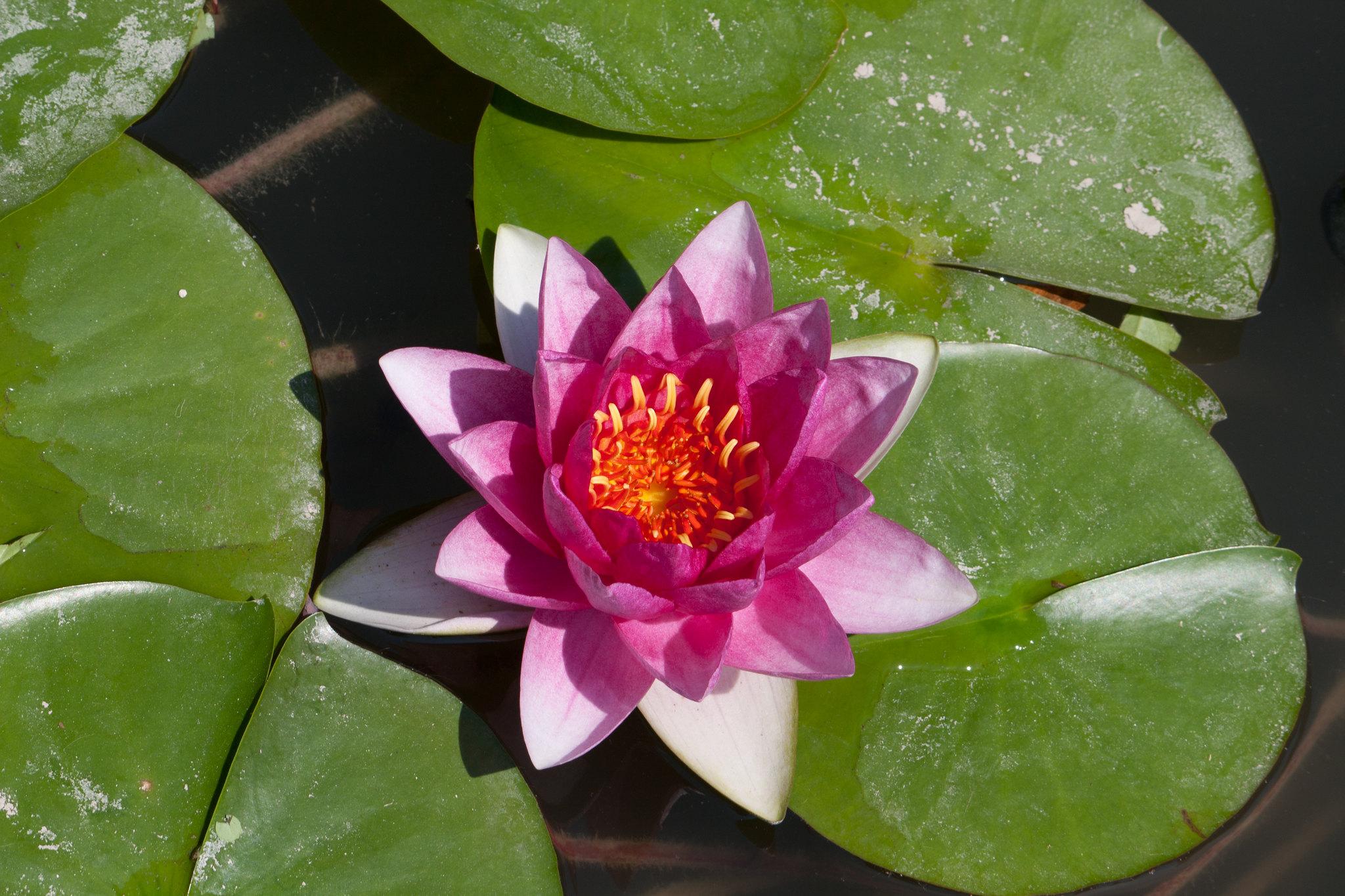Jardín Botánico Histórico La Concepción