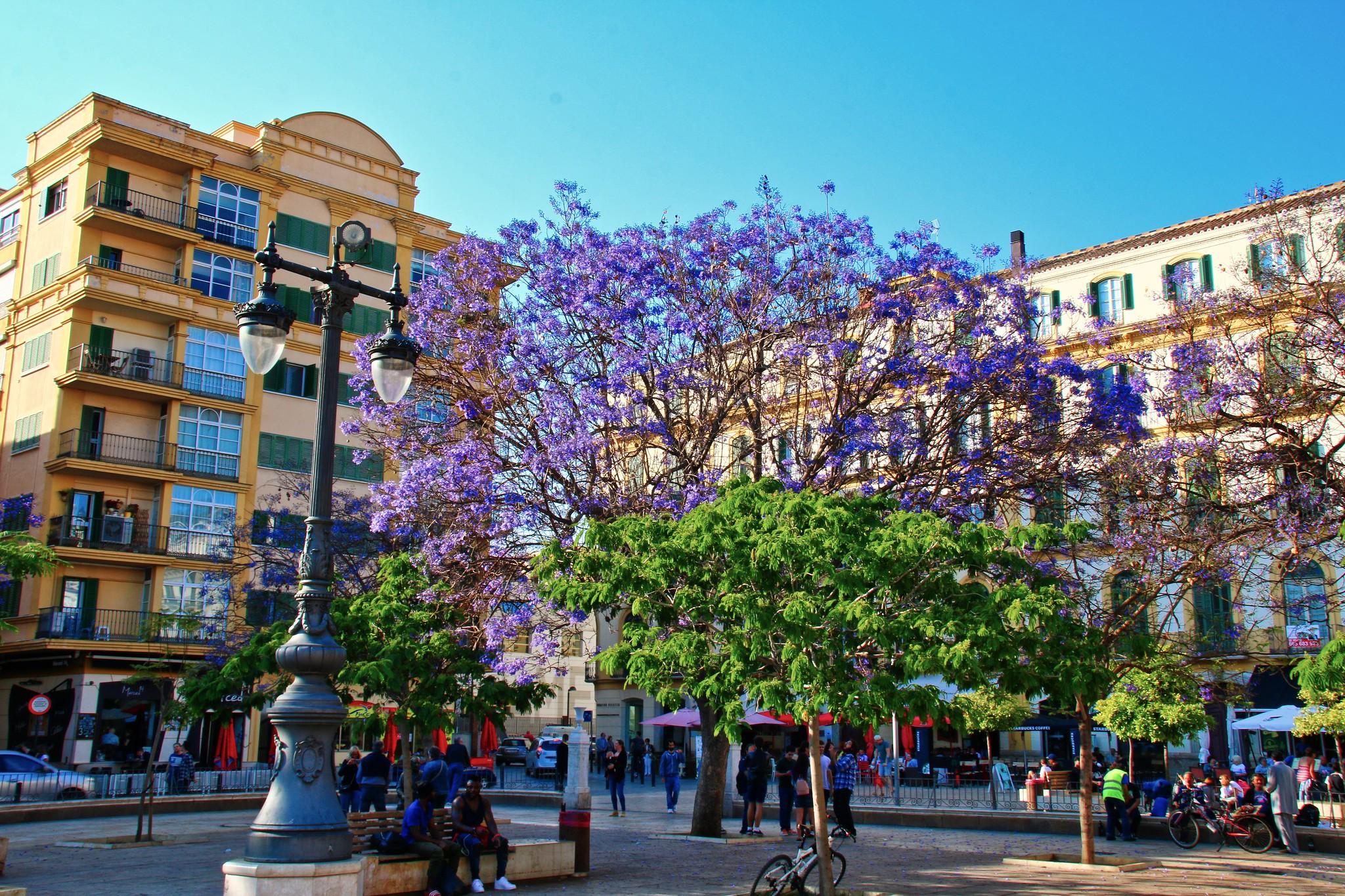 Plaza de la Merced im Frühling