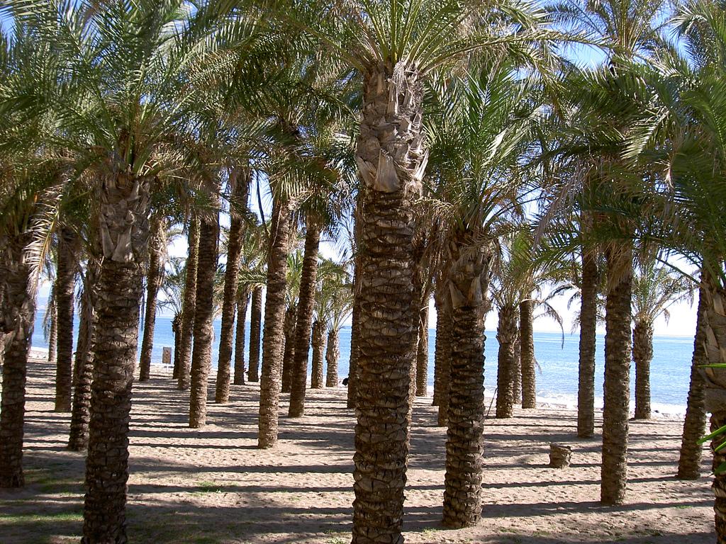Palmenlandschaft am Strand von Torremolinos