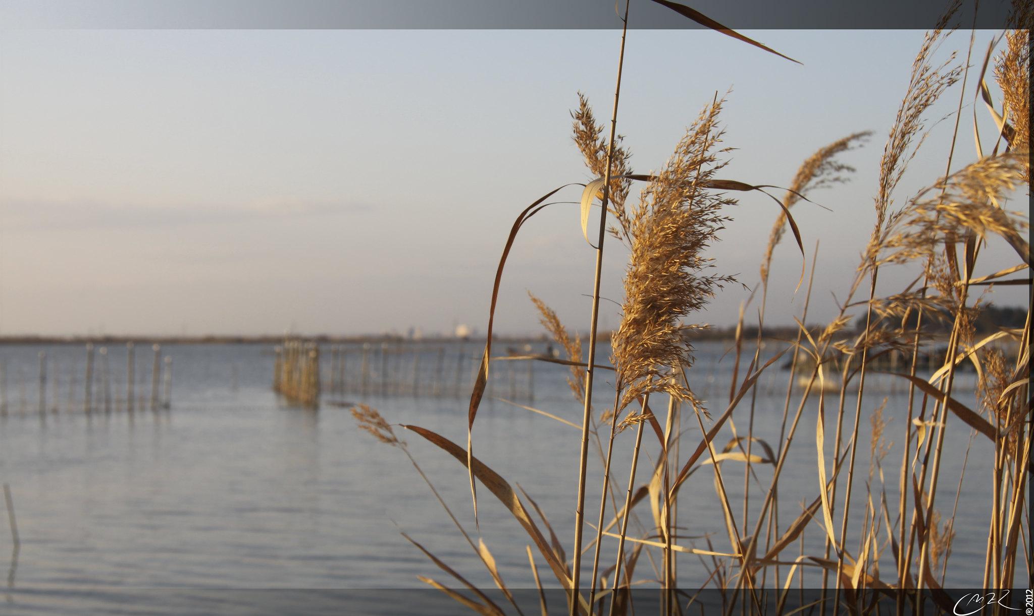 Albufera